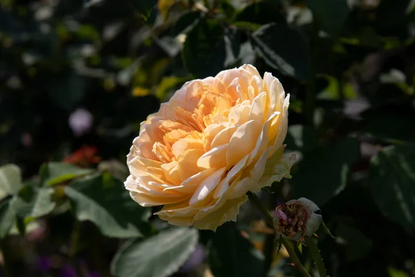 Rosa Bonita Sob Céu Verão — Fotografia de Stock