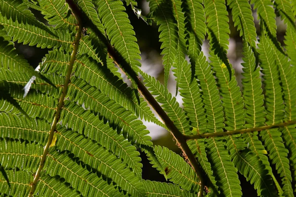 Красота Природы Текстуры Листьев Папоротника — стоковое фото