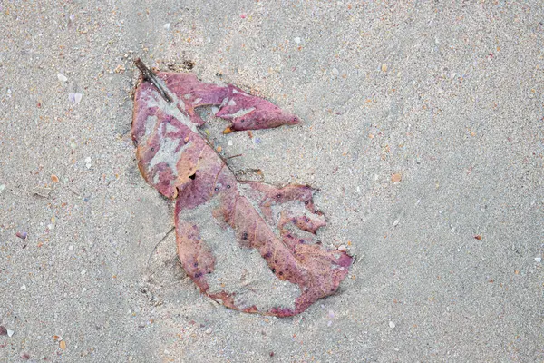 Сухой Лист Прекрасном Песчаном Пляже — стоковое фото