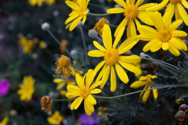 Çiçek açan, Sarı Bush Daisy, PECTINATUS 'YILDIZ' YILDIZ 'Çayırları Yazın