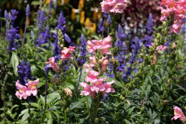 Renkli çiçek çayırı, FOXGLOVE, Yazın Hollyhock Çiçeği