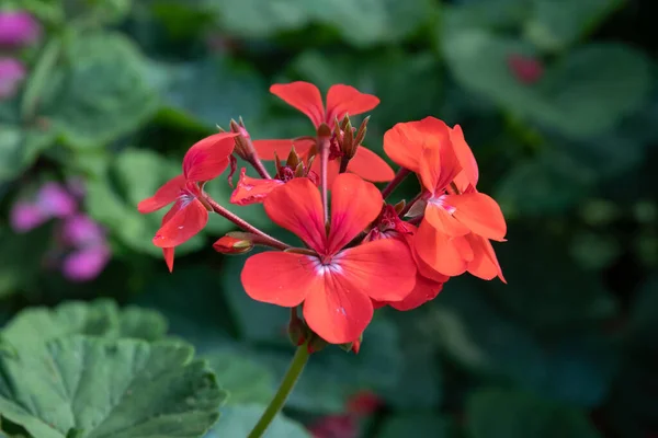 Kwitnące Kolorowe Kwiaty Phlox Łąka Ogrodzie — Zdjęcie stockowe