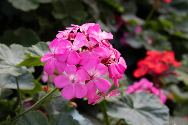 Çiçekli Renkli Phlox Çiçekleri Bahçede — Stok fotoğraf