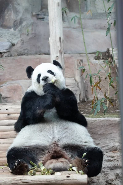 Detailní Záběr Roztomilý Obří Panda Jíst Bambus Střílet — Stock fotografie