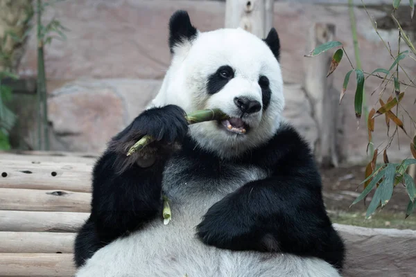 Detailní Záběr Roztomilý Obří Panda Jíst Bambus Střílet — Stock fotografie