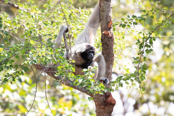 Gibbon Marrone Divertente Giocoso Sull Albero — Foto Stock