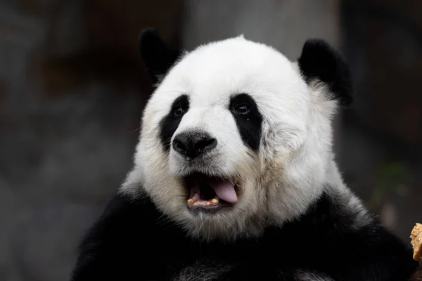 Funny Pose of Fluffy chubby giant panda, licking leftover food on her lips