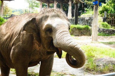 Sevimli ve oyuncu Asyalı fil ot yiyor.