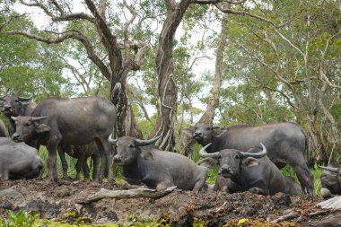 Komik bufalolar denizde eğleniyorlar ve teknedeki turistlere bakıyorlar.