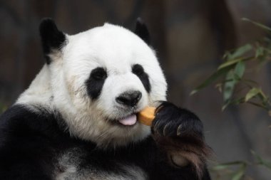 Mutlu Oyuncu Panda Bambu Bisküvisi Yiyiyor