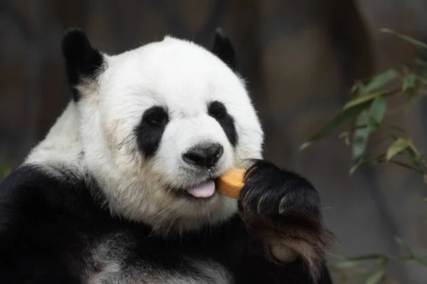 Feliz Brincalhão Panda Comer Biscoito Bambu — Fotografia de Stock