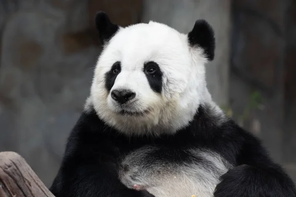 Retrato Feliz Brincalhão Panda — Fotografia de Stock