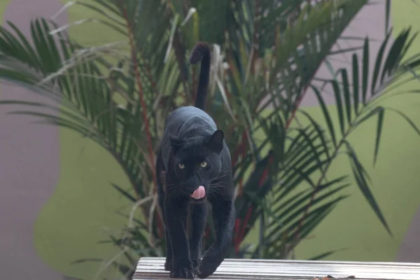 Tigre Preto Está Descansando Após Almoço — Fotografia de Stock