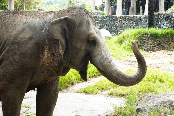 Lindo Juguetón Asiático Elefante Comer Hierba — Foto de Stock