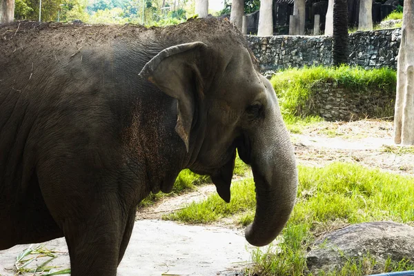 Lindo Juguetón Asiático Elefante Comer Hierba — Foto de Stock