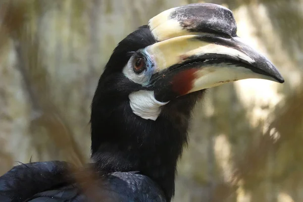 Ein Porträt Des Gekreuzigten Hornvogels — Stockfoto