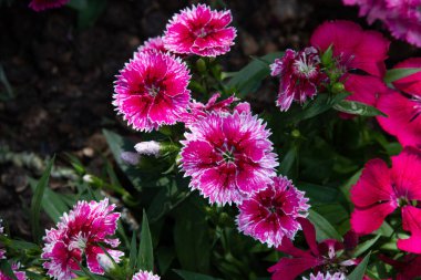 Parlak Pembe Çiçekler Tatlı William (dianthus Barbatus) Çiçekler