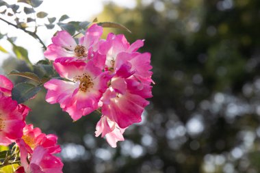 Güzel Pembe Çiçekler, Rosa Melezi