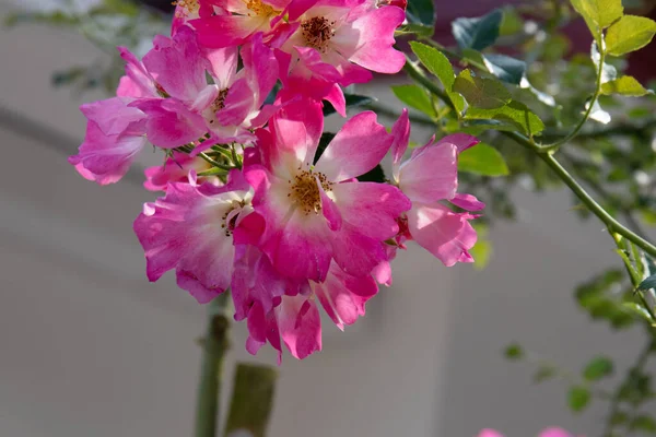 Flores Rosa Florescendo Bonitas Rosa Hybrid — Fotografia de Stock