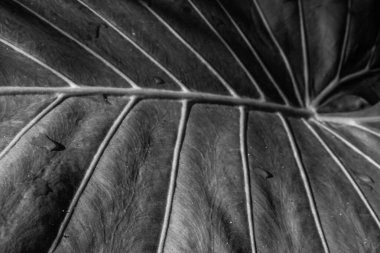 Taze yaprağın kuyruğunu kapat.