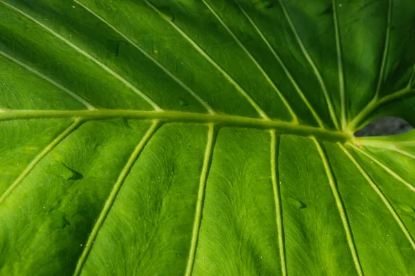 新鲜青绿色叶子的紧密尾端 — 图库照片
