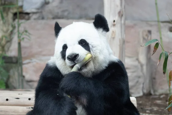 Szczęśliwy Zabawny Panda Jedzenie Bambus Strzelać — Zdjęcie stockowe