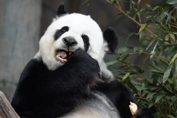 Glücklicher Verspielter Panda Isst Bambus Keks — Stockfoto