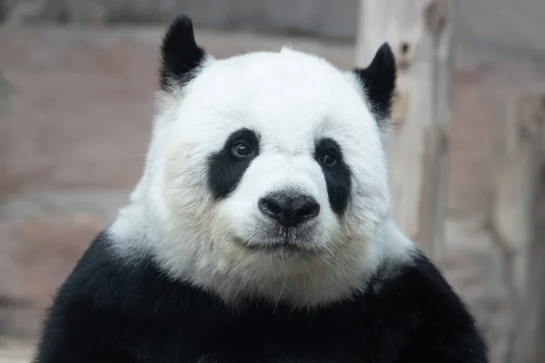 Портрет Счастливой Игрушечной Панды — стоковое фото