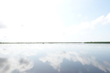 Güneşli bir günde huzurlu bir atmosfer, açık gökyüzü ve deniz arasında yeşil bitkiler