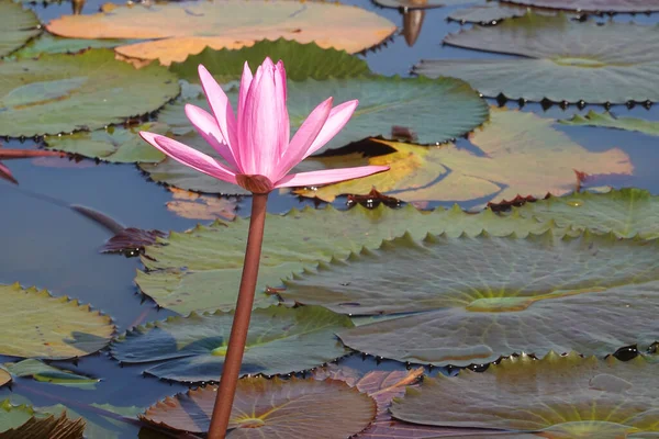 Schöne Rote Lotusblumen Blühen Überall See Die Sommersaison Willkommen Heißen — Stockfoto