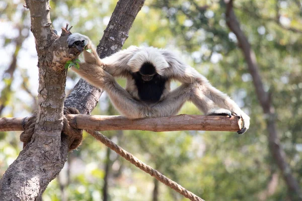 Grappig Speels Bruin Gibbon Boom — Stockfoto
