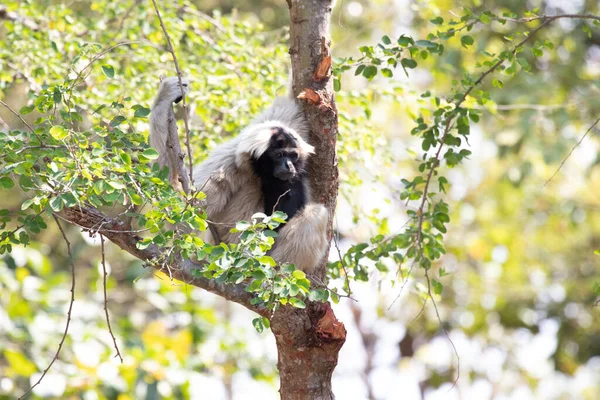 Grappig Speels Bruin Gibbon Boom — Stockfoto