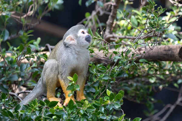 Carino Giocoso Scimmia Stanno Divertendo Sull Albero — Foto Stock