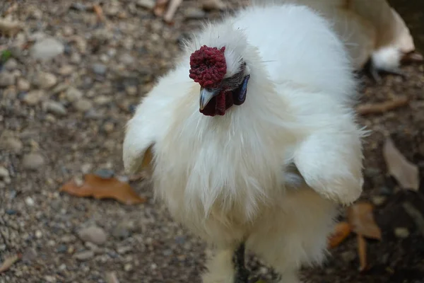 Poulet Blanc Heureux Sur Cour Verte — Photo