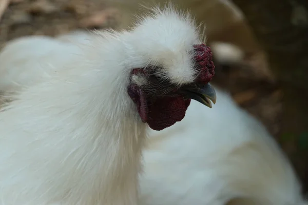 Close up white chiken — 스톡 사진