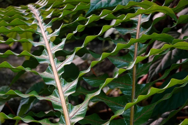 Krzywa zielonych liści tworzy niesamowitą odmianę — Zdjęcie stockowe