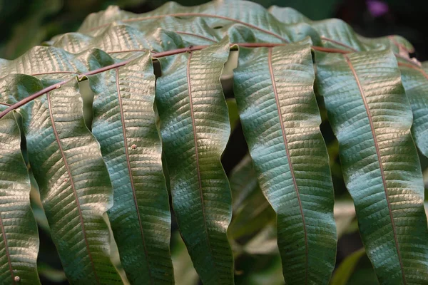 Kurva daun hijau membuat variasi yang luar biasa — Stok Foto