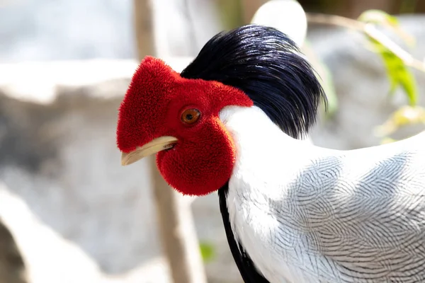 Close up Elegant Silver Pheasant — Stockfoto