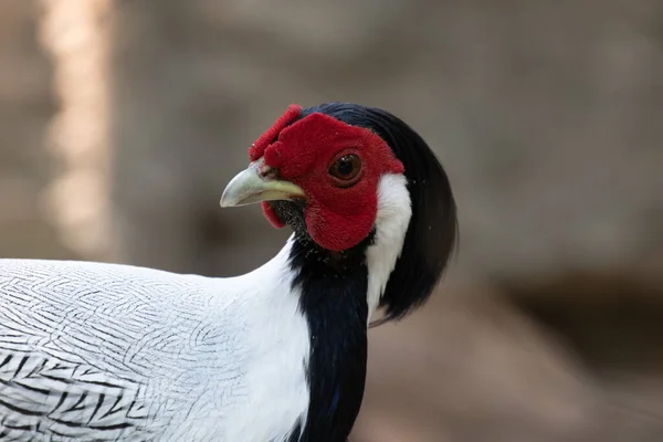 Close up Elegant Silver Pheasant — Foto Stock