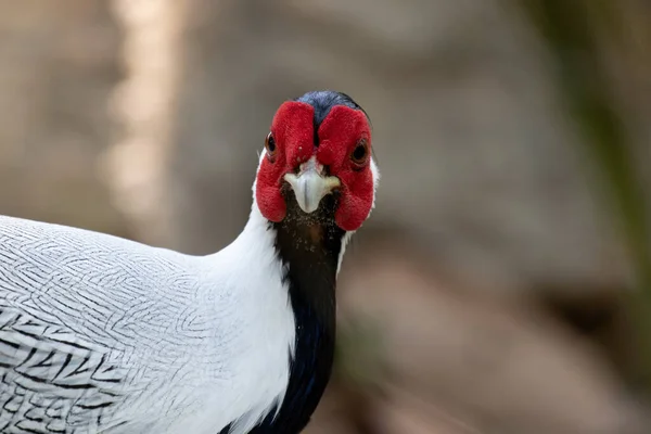 Close up Elegant Silver Pheasant — Foto Stock