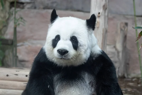 毛茸茸的熊猫的滑稽小猪 — 图库照片