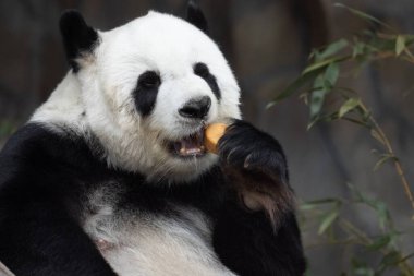 Komik Yumuşak Panda Pozu