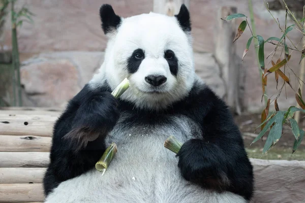 ふわふわのパンダの面白いポーズ — ストック写真