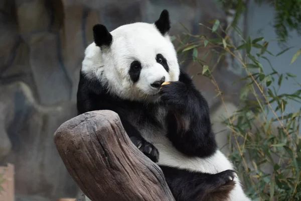 Vtipná póza načechrané pandy — Stock fotografie