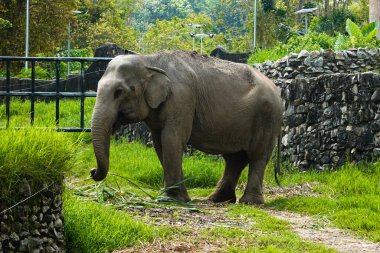 Sevimli ve oyuncu Asyalı fil ot yiyor.