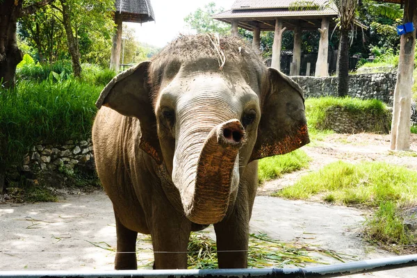 Bonito Brincalhão Ásia Elefante Comer Grama — Fotografia de Stock