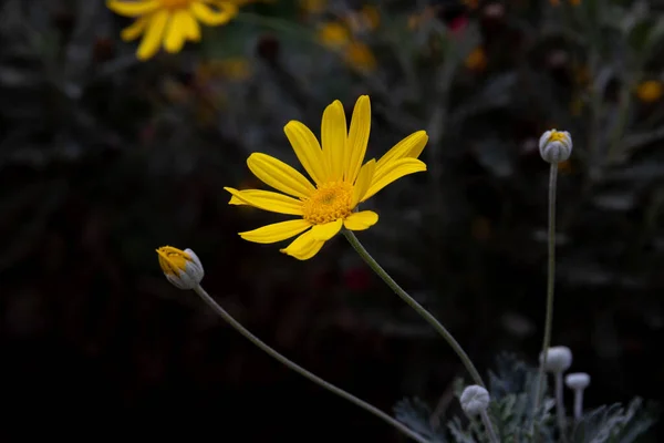 Close Yellow Bush Daisy Euryops Pectinatus Grey Leaved Euryops Silver — Stok fotoğraf