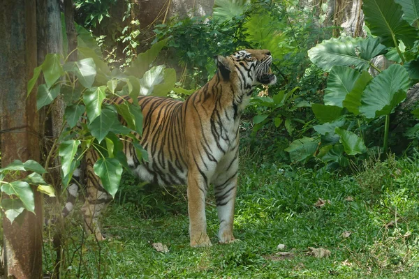 Glücklicher Tiger Entspannt Sich Nach Leckereien — Stockfoto