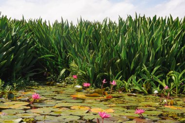 Doğadan Güzellik, Huzurlu ve Huzurlu Yaz Tatilleri Deniz kenarında