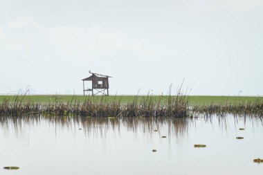Güneşli bir günde açık gökyüzü ve yaz tatilinde deniz tarağı.